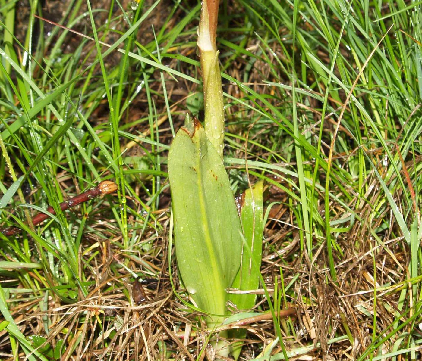 Orchid, Giant leaf